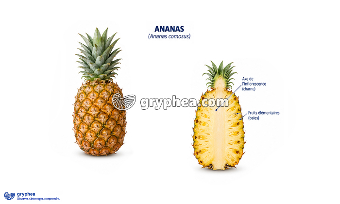 Fruit de l'Ananas - gryphea.com